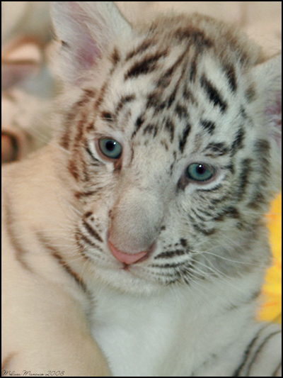 white tiger cubs with blue eyes in snow