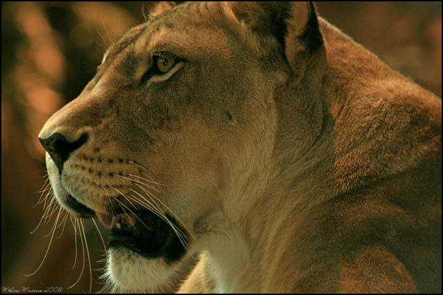 Lioness Pre-Yawn