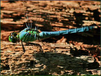 Eastern Pondhawk Male