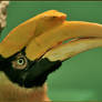 Hornbill Profile