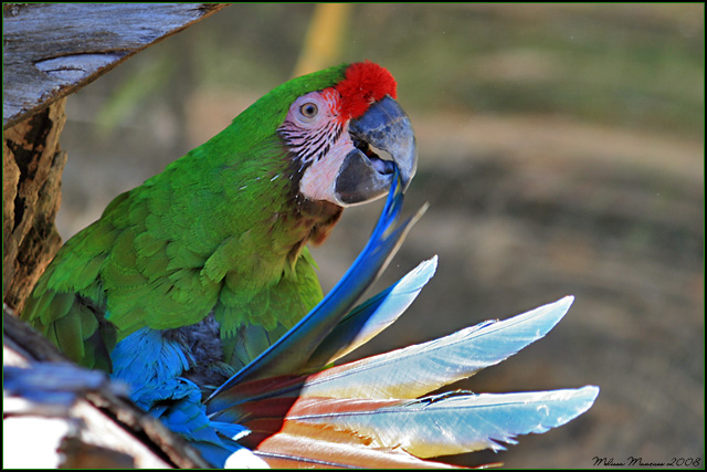 Feather Cleaner