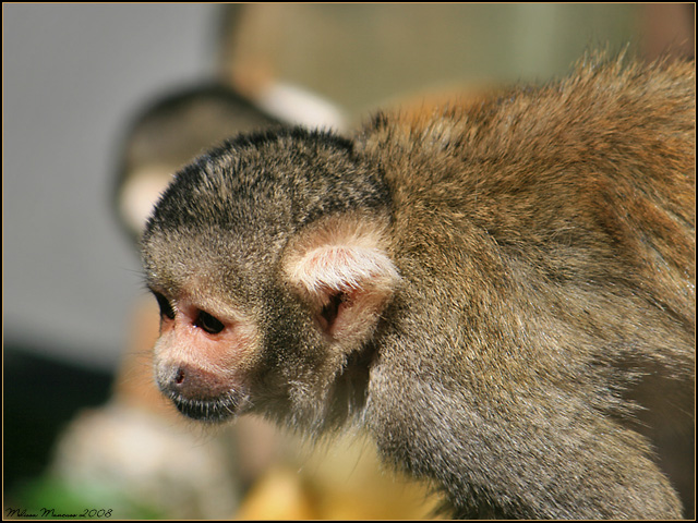 Squirrel Monkey Profile