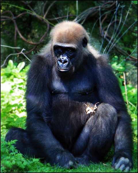 Congo Gorilla