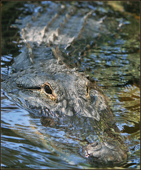 American Alligator