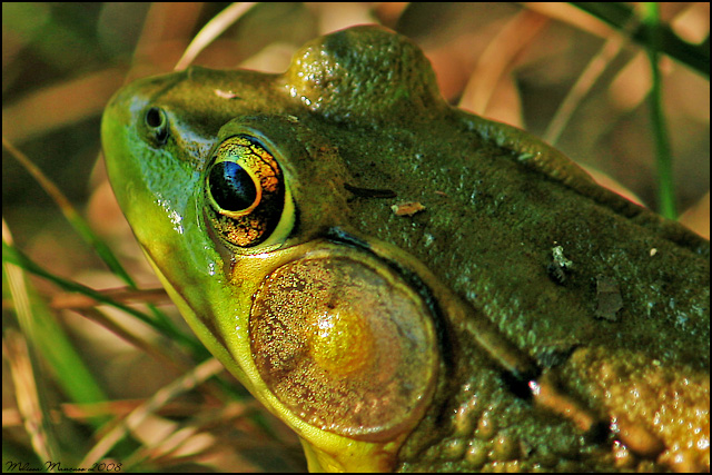 Bullfrog