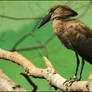 Hamerkop