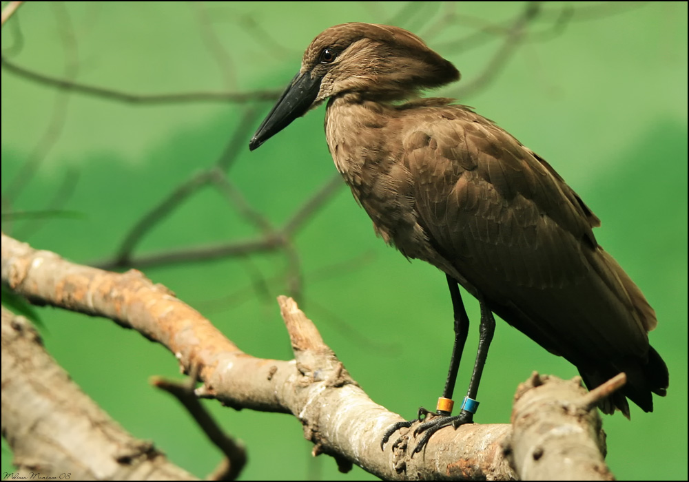 Hamerkop