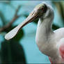 Spoonbill Portrait