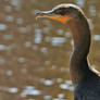 Feathered Visitor