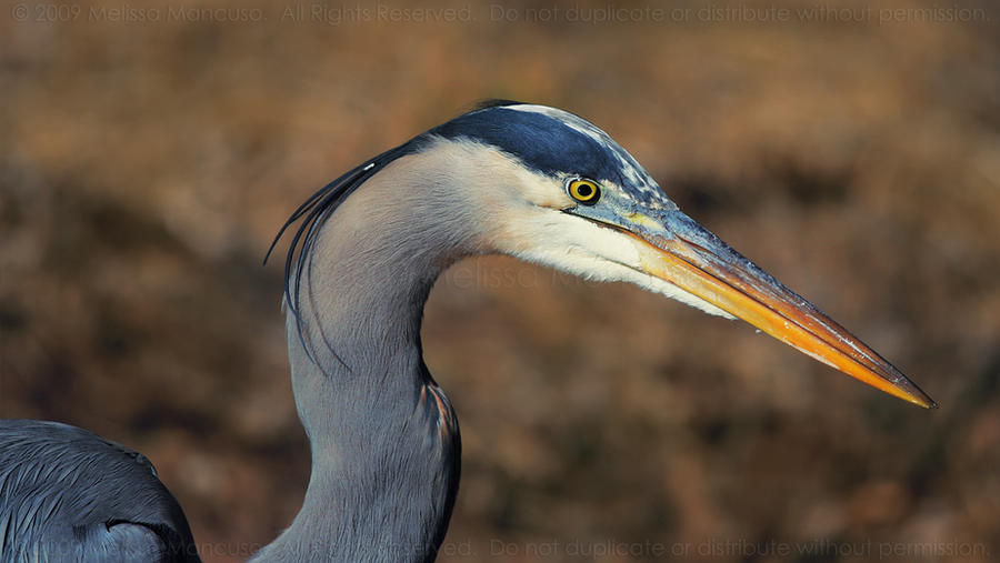 Heron Profile