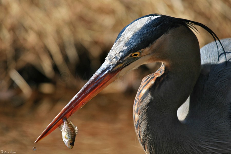 Great Blue Fisher