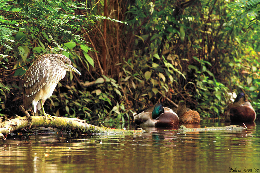 Resting Night Heron