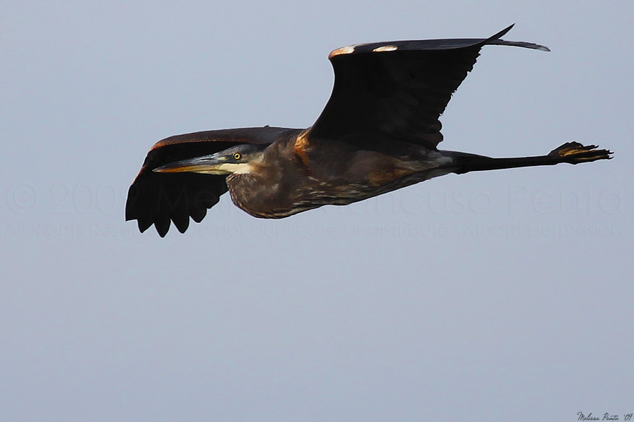 Heron in Flight II