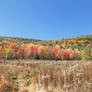 Colorful Marsh