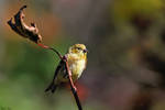 Autumn Goldfinch by mydigitalmind
