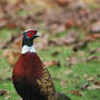 Pheasant