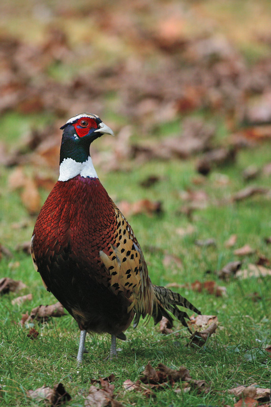 Pheasant