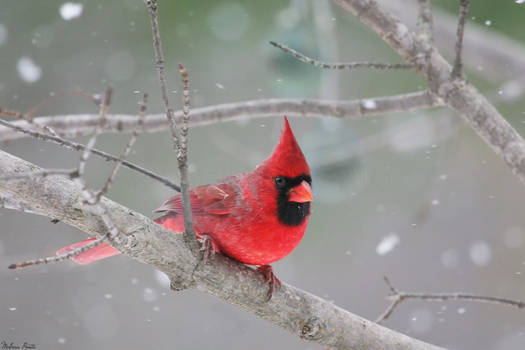 Snow Cardinal