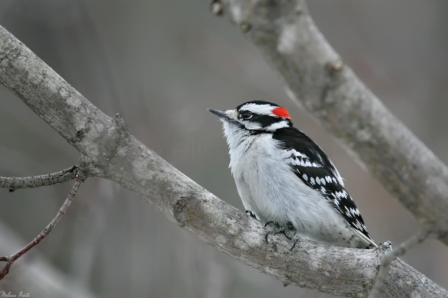 Winter Woodpecker