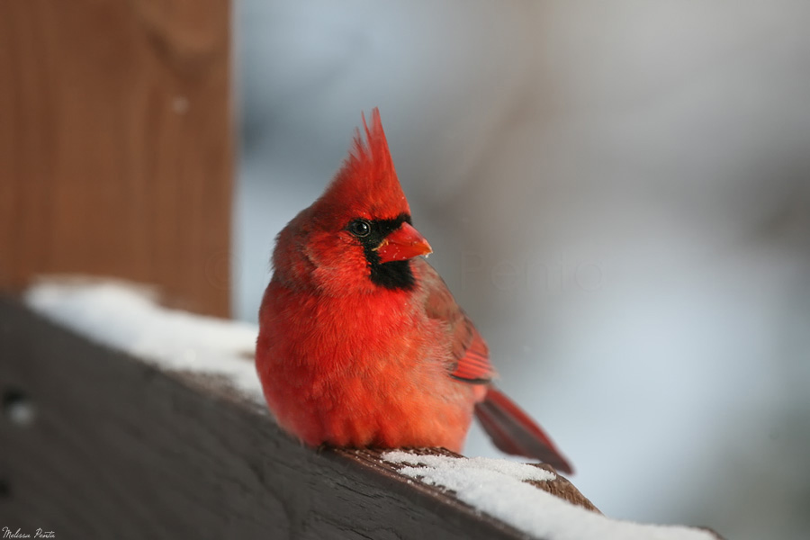 Resting Cardinal