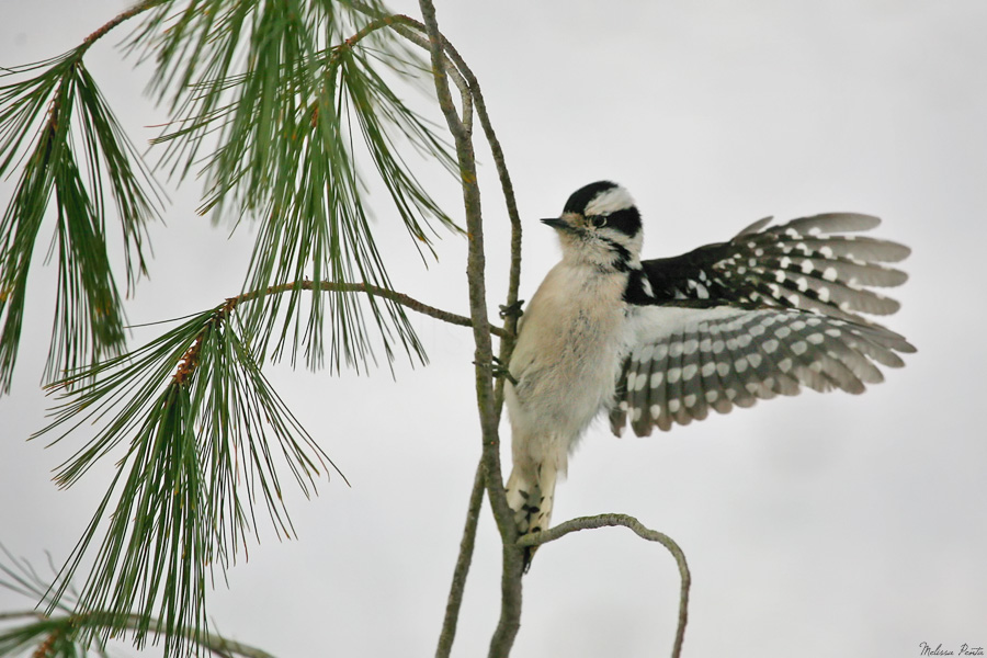 Flapping