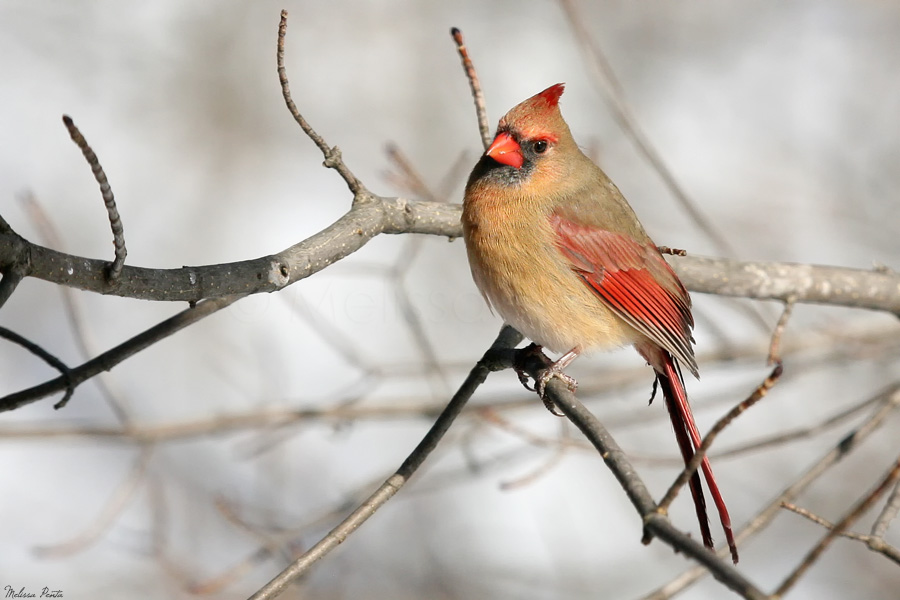 Scissortail Cardinal