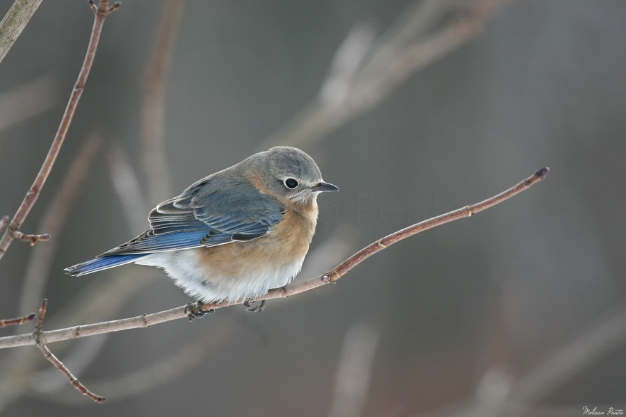 Winter Bluebird