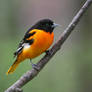 Oriole