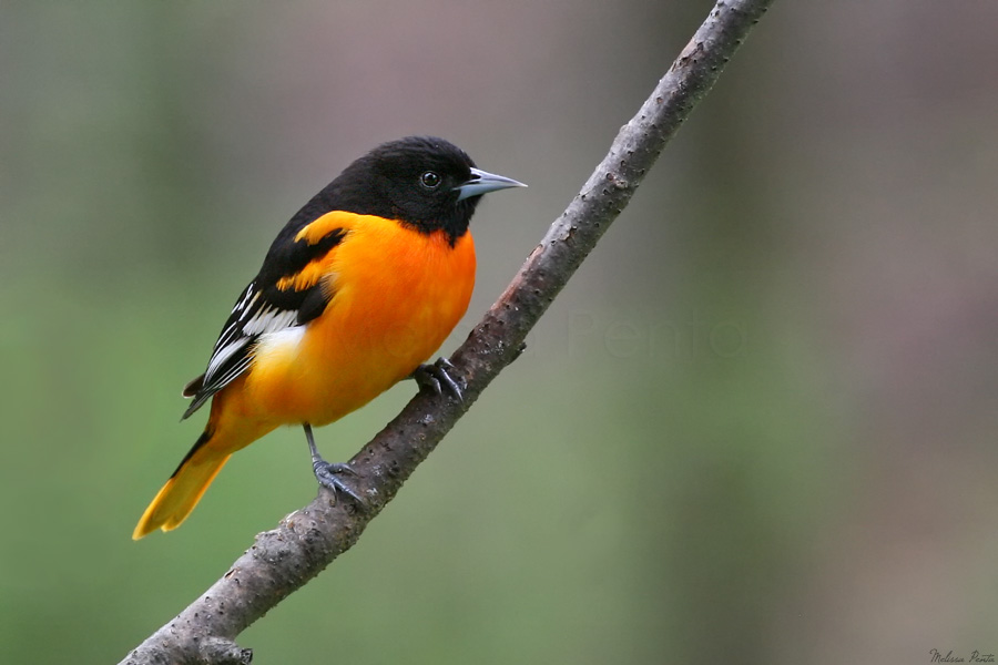 Oriole