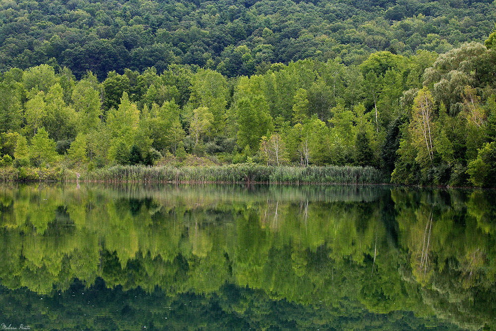 Shades of Green