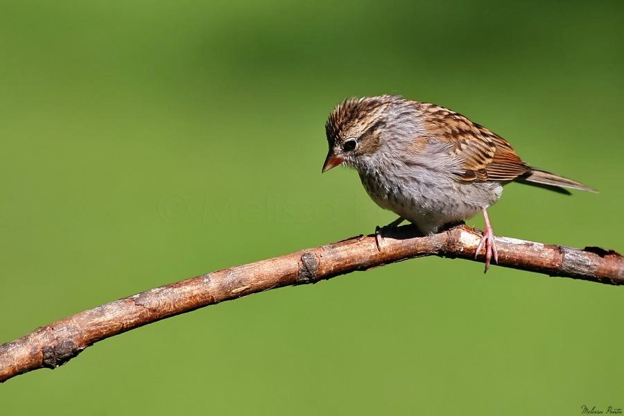 Young Sparrow