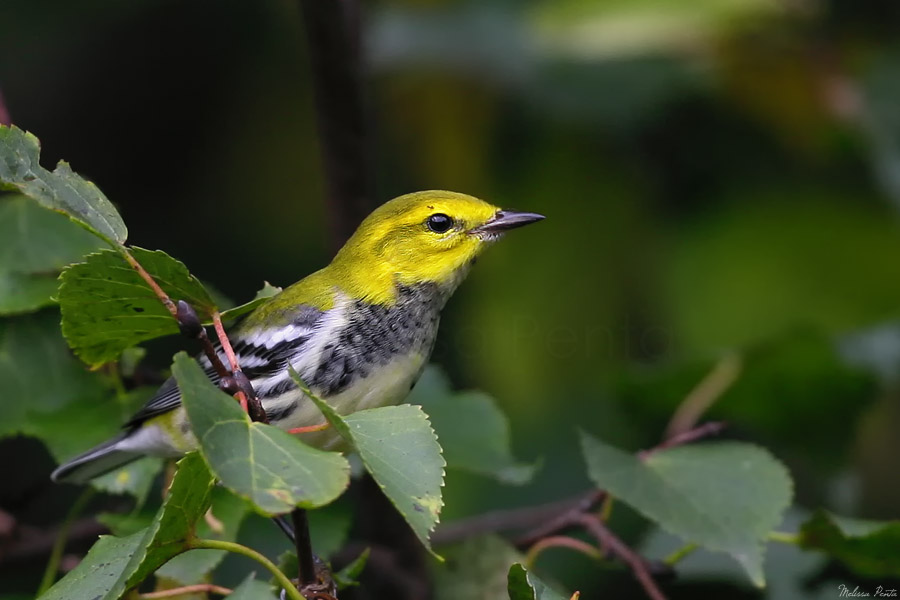 Black-throated Green