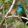 Violetear