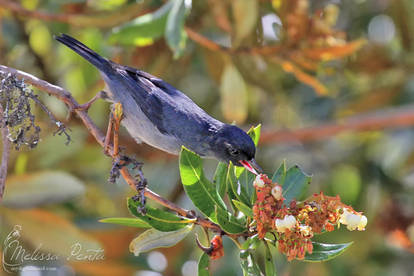 Flowerpiercer