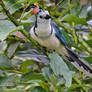 Magpie-Jay