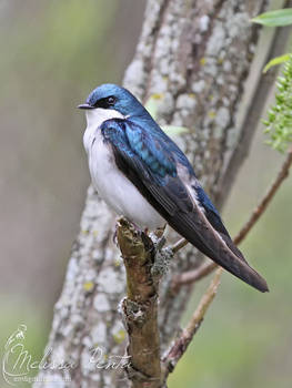 Tree Swallow