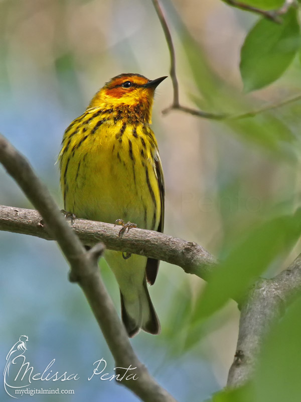 Curious Warbler