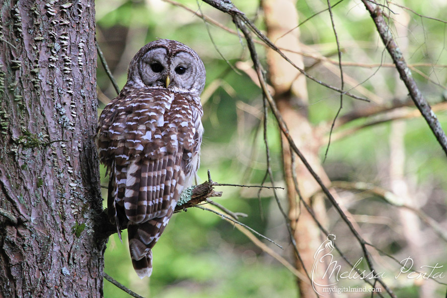 Barred Owl