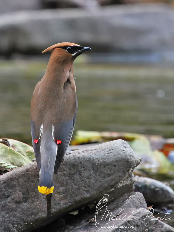 Waxwing