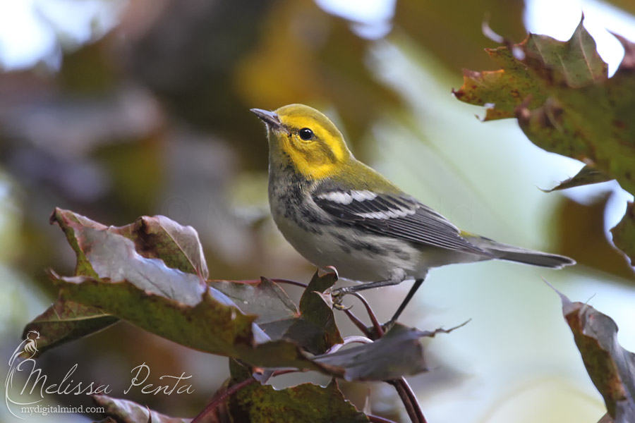 Fall Warbler