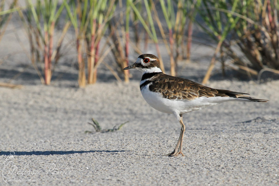 Killdeer