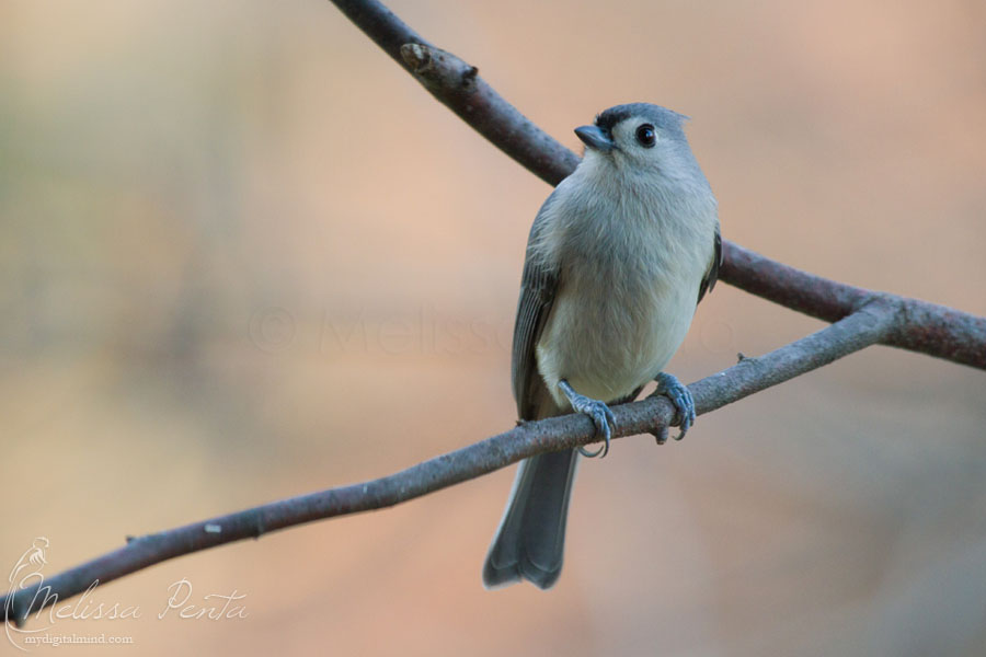 Titmouse