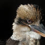 Kookaburra