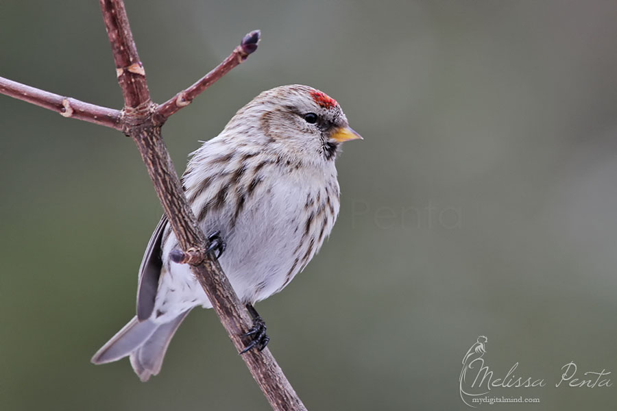 Redpoll