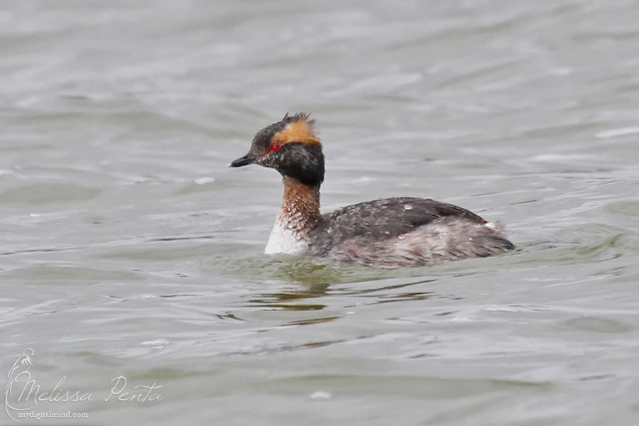 Horned Grebe