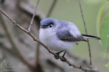 Blue-gray Gnatcatcher