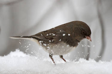 Snow Bird