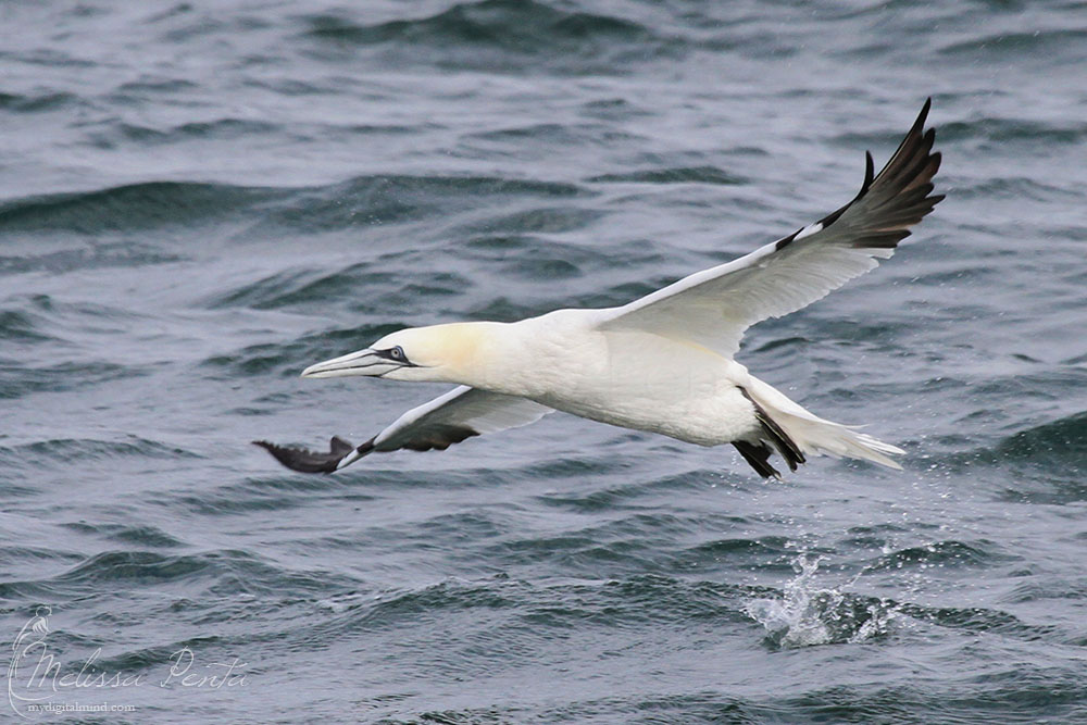 Gannet