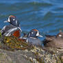 Rock Ducks