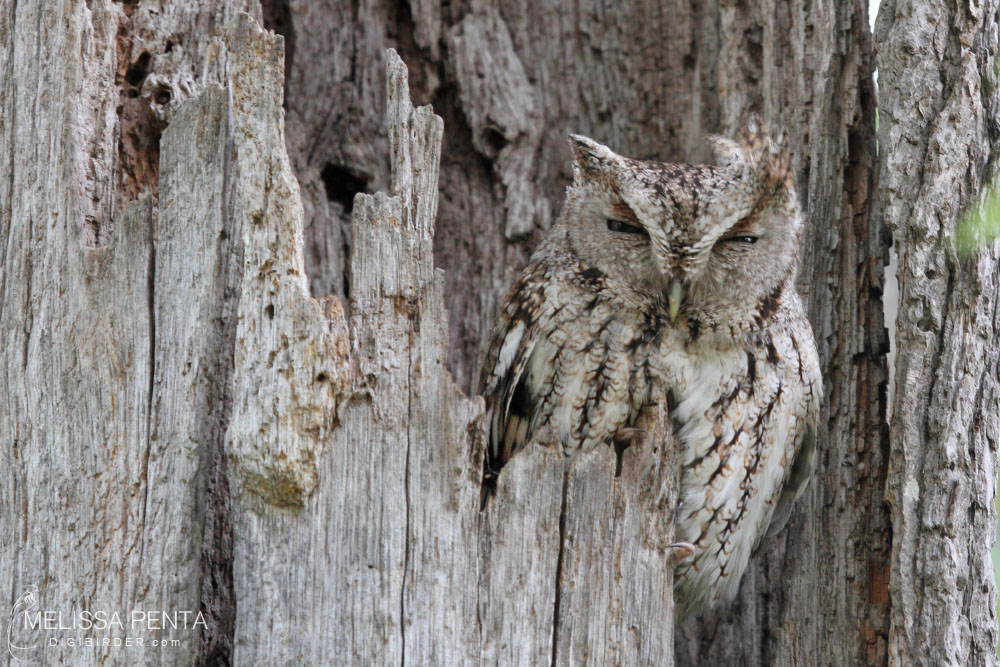 Windy Owl